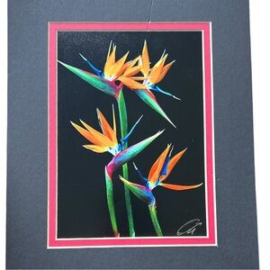 Kerry Oda Birds Of Paradise Image 5X7 Makena Aloha Photography Circa 2010 Kauai